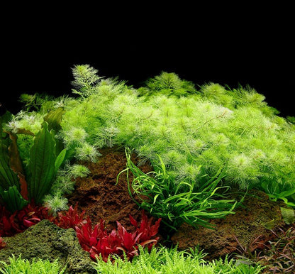 Myriophyllum mattogrossense - Tropica TC - Planted Aquaria