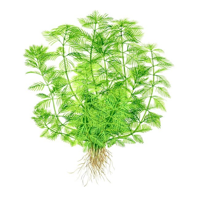 Myriophyllum mattogrossense - Tropica TC - Planted Aquaria