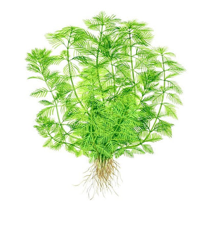 Myriophyllum mattogrossense - Tropica TC - Planted Aquaria