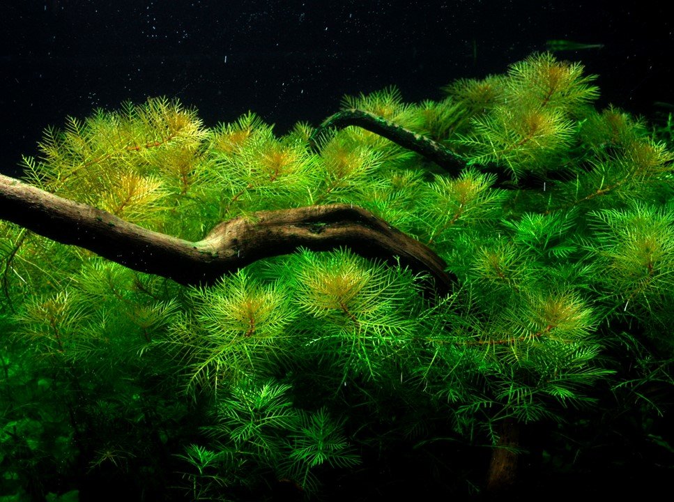 Myriophyllum mattogrossense - Tropica TC - Planted Aquaria
