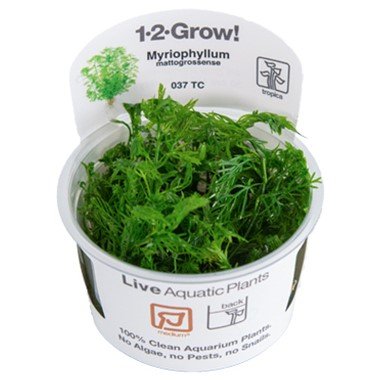 Myriophyllum mattogrossense - Tropica TC - Planted Aquaria