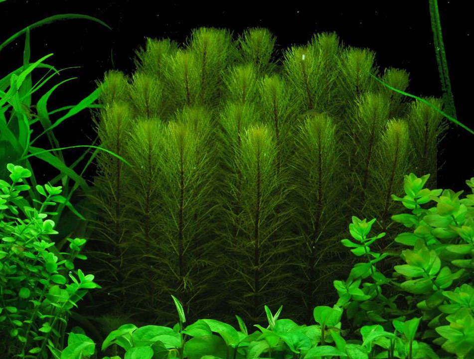 Myriophyllum propinquum - Unpotted - Planted Aquaria