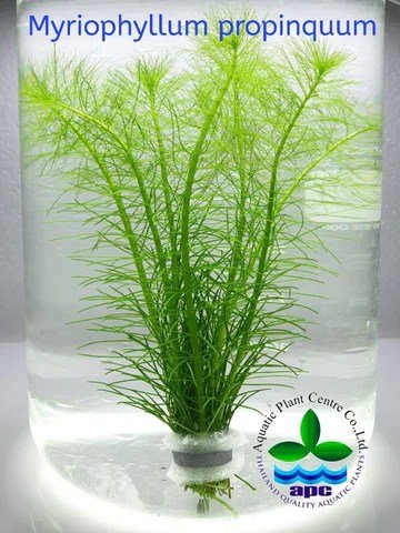 Myriophyllum propinquum - Unpotted - Planted Aquaria