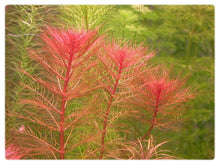 Myriophyllum tuberculatum - Unpotted - Planted Aquaria