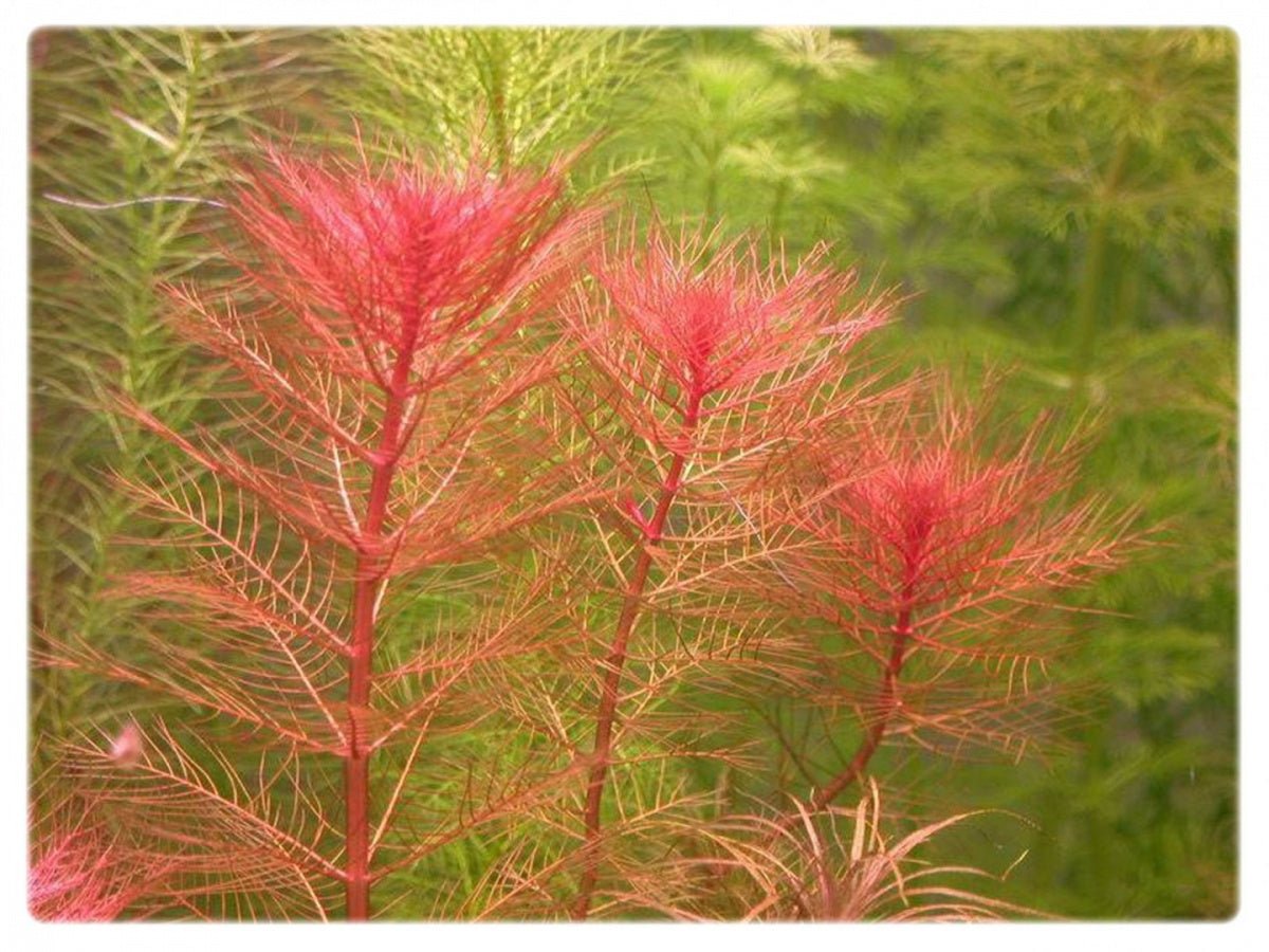 Myriophyllum tuberculatum - Unpotted - Planted Aquaria