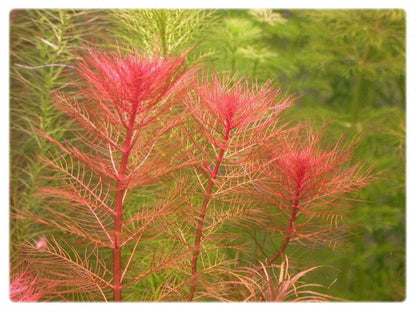 Myriophyllum tuberculatum - Unpotted - Planted Aquaria