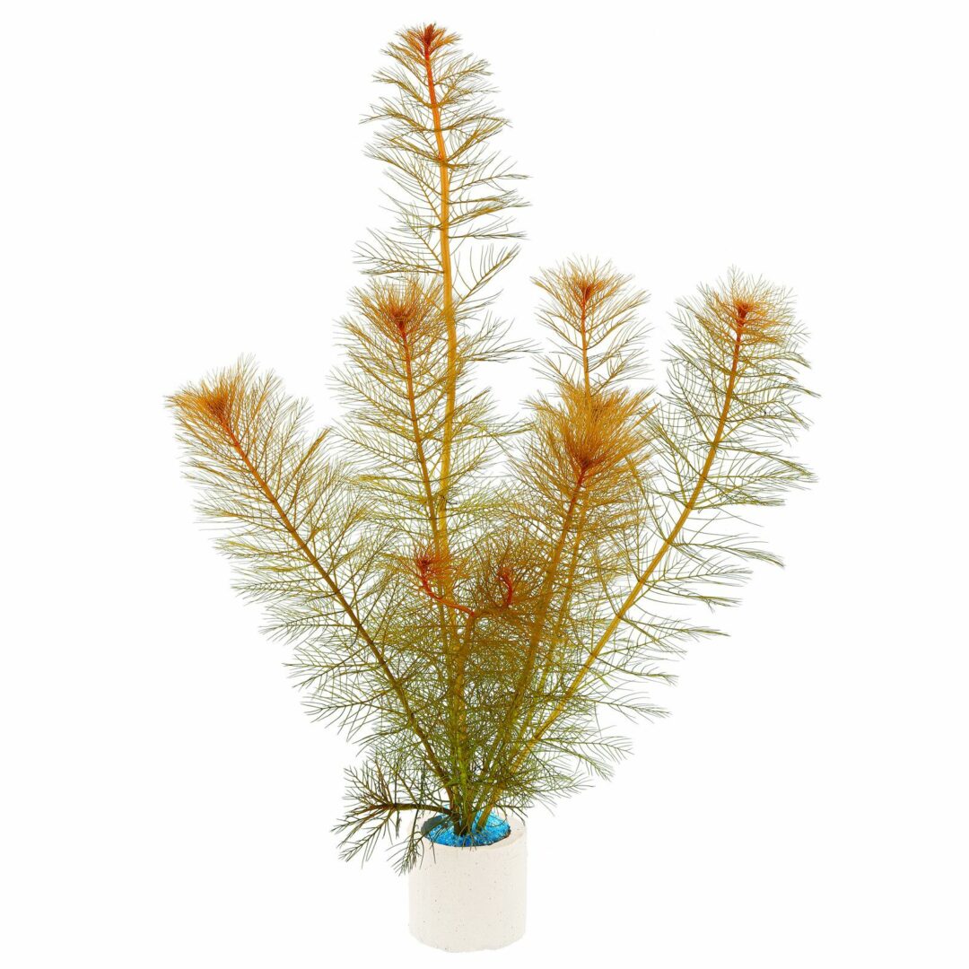 Myriophyllum tuberculatum - Unpotted - Planted Aquaria