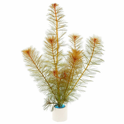 Myriophyllum tuberculatum - Unpotted - Planted Aquaria