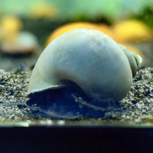 Mystery Snail - Blue - Planted Aquaria