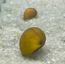 Mystery Snail - Gold - Planted Aquaria