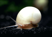 Mystery Snail - Ivory - Planted Aquaria