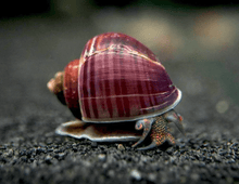 Mystery Snail - Magenta - Planted Aquaria
