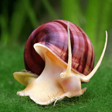 Mystery Snail - Magenta - Planted Aquaria