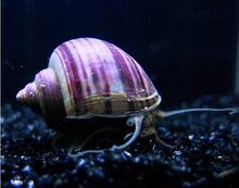 Mystery Snail - Purple - Planted Aquaria