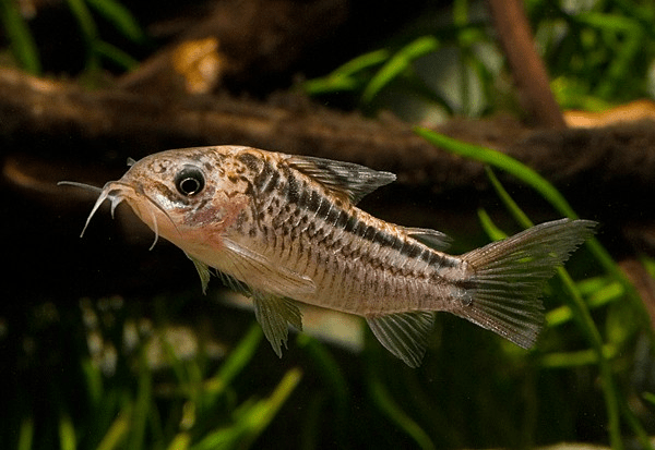 Napo Corydora - Planted Aquaria