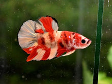 Nemo Candy Koi HMPK Male Betta - Planted Aquaria