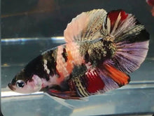 Nemo Copper HMPK Male Betta - Planted Aquaria