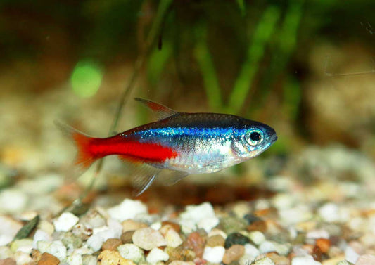 Neon Tetra - Planted Aquaria