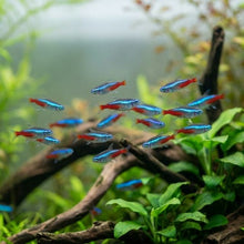 Neon Tetra