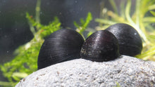 Nerite Snail - Black Helmet - Planted Aquaria