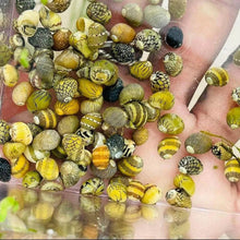 Nerite Snail - Pumpkin - Planted Aquaria