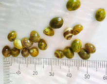 Nerite Snail - Pumpkin - Planted Aquaria