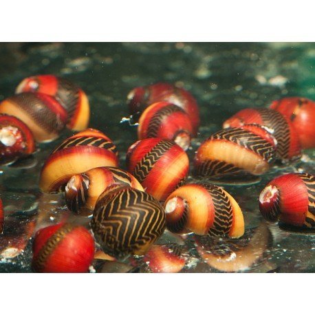 Nerite Snail - Red Racer - Planted Aquaria