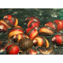 Nerite Snail - Red Racer - Planted Aquaria