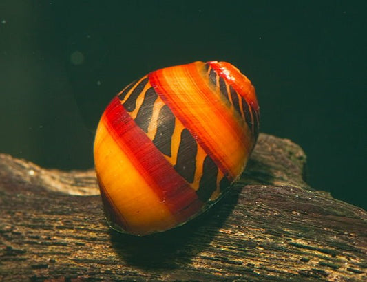 Nerite Snail - Red Racer - Planted Aquaria