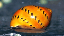 Nerite Snail - Tire Track - Planted Aquaria