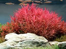 Nesaea crassicaulis - Potted - Planted Aquaria
