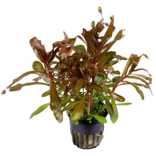 Nesaea crassicaulis - Potted - Planted Aquaria