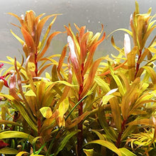 Nesaea pedicellata - Potted - Planted Aquaria