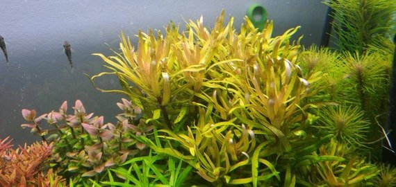 Nesaea pedicellata - Potted - Planted Aquaria