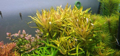 Nesaea pedicellata - Potted - Planted Aquaria