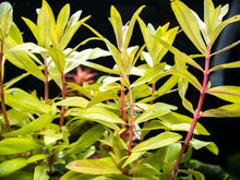 Nesaea pedicellata - Potted - Planted Aquaria