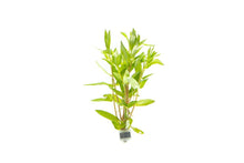 Nesaea triflora - Potted - Planted Aquaria