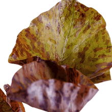 Nymphaea lotus - Potted - Planted Aquaria