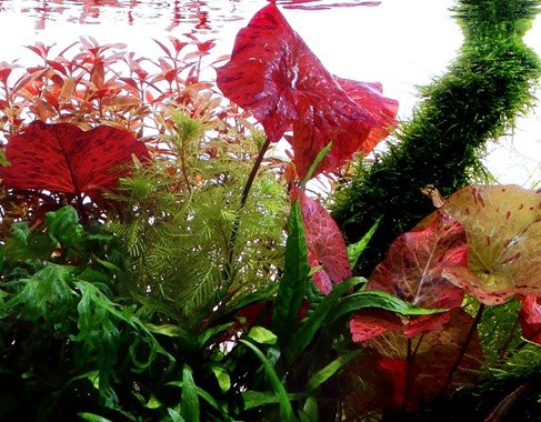 Nymphaea lotus - Potted - Planted Aquaria