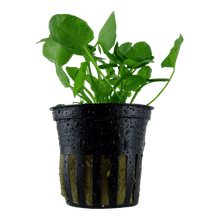 Nymphoides hydrophylla 'Taiwan' - Potted - Planted Aquaria