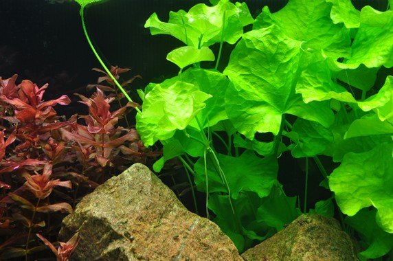 Nymphoides hydrophylla 'Taiwan' - Tropica TC - Planted Aquaria