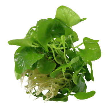 Nymphoides hydrophylla 'Taiwan' - Tropica TC - Planted Aquaria