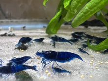Super Blue Cherry Shrimp