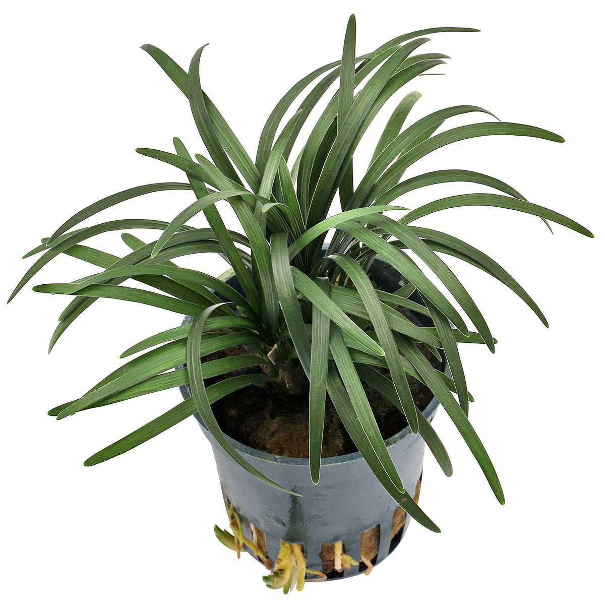 Ophiopogon Pusillus - Potted Terrestrial