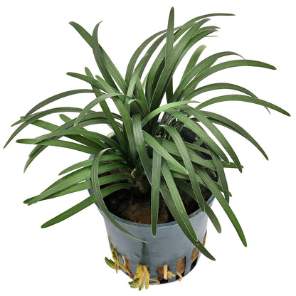 Ophiopogon Pusillus - Potted Terrestrial