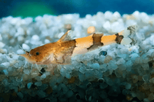 Orange Banded Hillstream Catfish - Planted Aquaria