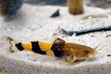 Orange Banded Hillstream Catfish - Planted Aquaria