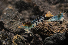 Orange Eye Blue Tiger Shrimp - Planted Aquaria