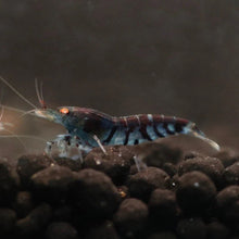Orange Eye Blue Tiger Shrimp - Planted Aquaria
