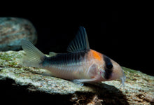 Orange Mark Corydoras - Planted Aquaria